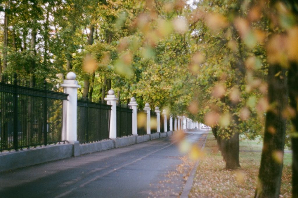 A tree-lined pathway runs alongside a black iron fence with white pillars, with autumn leaves scattered on the ground and some branches in the foreground.