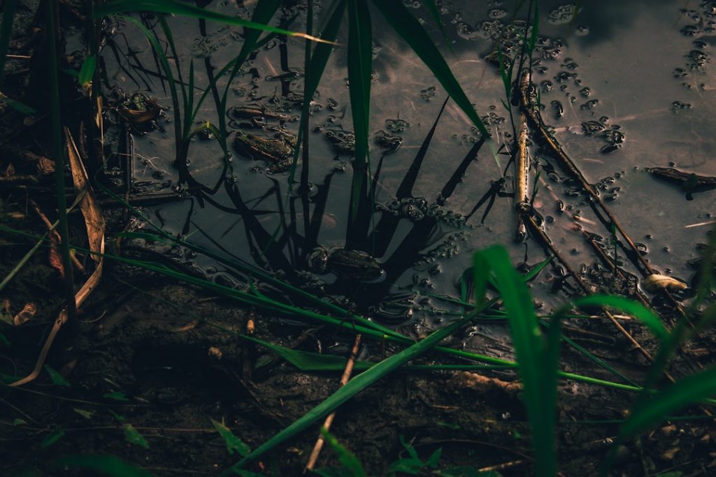 A frog sits on the muddy edge of a pond surrounded by green reeds and grass, with its reflection visible in the dark, still water. Ripples and scattered plant debris are seen on the pond’s surface.