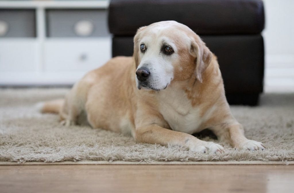 A senior yellow Labrador Retriever lies on a beige rug indoors, looking off to the side. The background shows part of a dark sofa and white cabinets.