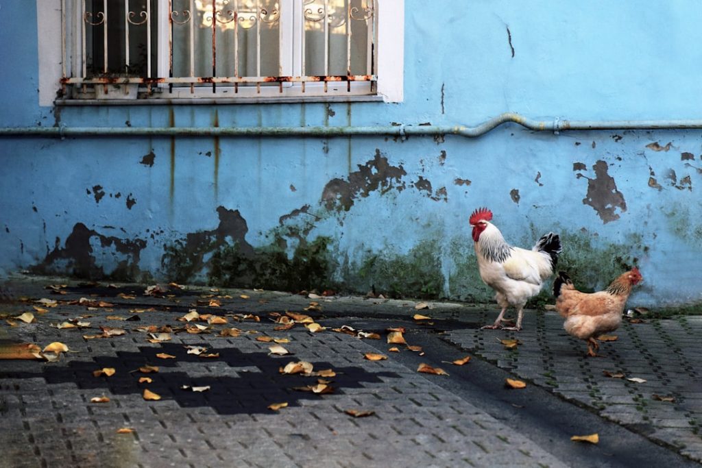 A white rooster and a brown hen walk on a cobblestone path beside a weathered blue wall with peeling paint and a barred window; scattered yellow leaves cover the ground.