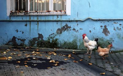 Optimizing Your Website: Best Image Formats for High-Quality Content