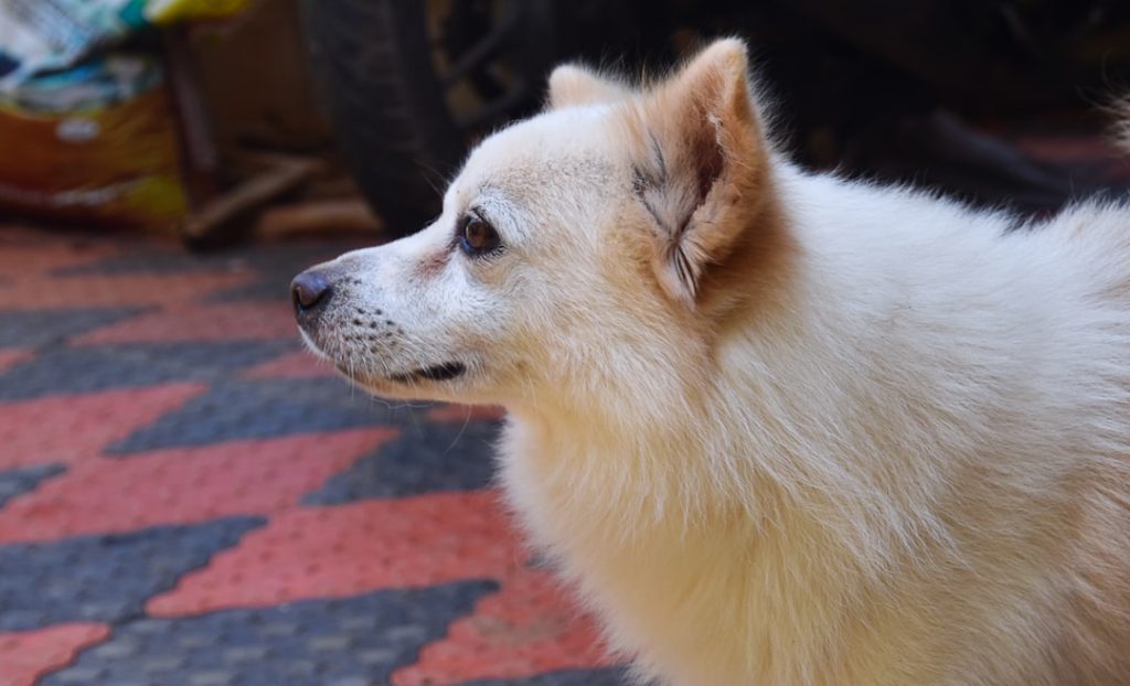 A fluffy white dog with tan ears is standing sideways on a red and black checkered floor, looking attentively to the left.