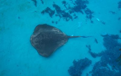 Crafting Scalable Vector Graphics: The Key to Versatile Design